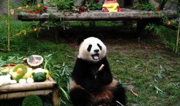 上海熊猫爆料事件视频,真相与争议的交织